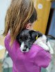 Negocio Clínica Veterinaria Veteriastur
