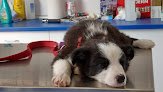 Negocio Clínica Veterinaria Vicalvet Sarón