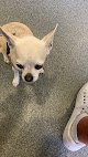 Negocio Clínica Veterinaria Zelai Albaitaritza