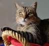 Negocio Consulta Veterinaria Vidal