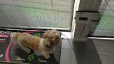 Negocio Domingo Veterinaris
