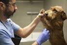 Negocio Evidensia La Arboleda Hospital Veterinario