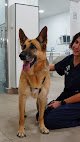 Negocio Fénix Hospital Veterinario 24h - Alicante