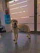 Negocio Guadiavet Clínica Veterinaria En Don Benito