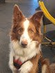 Negocio Hospital Veterinari Barcelona Sud | Mivet