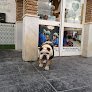 Negocio Hospital Veterinario Alhaurín El Grande | Urgencias 24 Horas