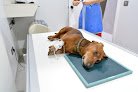 Negocio Hospital Veterinario Cruz Piedra