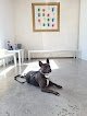 Negocio Hospital Veterinario Les Alfàbegues