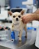 Negocio Hospital Veterinario Urvemace