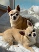 Negocio Ispevet Hospital Veterinario 24h