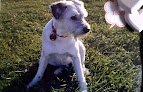 Serv Veterinarios Jacinto Benavente Peluches S. L.
