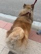 Negocio Servicios Veterinarios Chueca