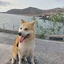Veo - Oftalmología Veterinaria