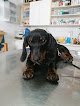 Negocio Veterinària Son Sardina