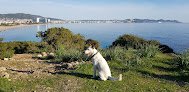 Negocio Vila Veterinaris